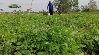 ผักชี (Coriander) ผักชีหอม ผักหอมป้อม ปลูกหน้าแล้งราคาดีแต่ต้องมีเคล็ดลับ@KwangE-Lee