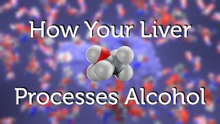 How Your Liver Processes Alcohol