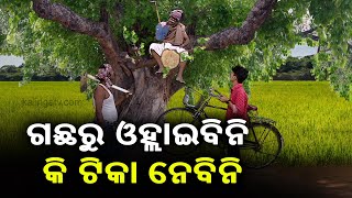 ଟିକା ନେବା ଭୟରେ ଜେଜ ଚଢିଯାଇଛନ୍ତି  ଗଛ ଉପରେ  || Corona Jeje || KalingaTV