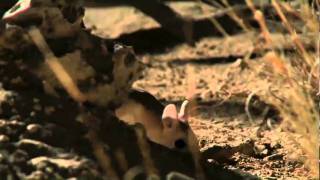 The Jerboa