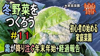 ★初心者の始める家庭菜園 年末年始経過報告+霜「冬野菜をつくろう#11」Year-end and New Year progress report + frost