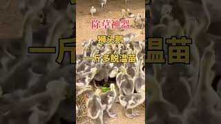 #狮头鹅 #纯种狮头鹅苗 #纯种狮头鹅  #animals