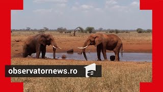 Călătoria echipei Observator în Kenya, paradisul african