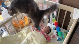 二足歩行で赤ちゃんの周りをウロウロしてスリルを与える猫　ノルウェージャンフォレストキャット　A cat that is about to step on near a baby