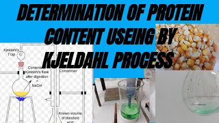 Determination of protein content useing by kjeldahl process ( Nitrogen content)|| Maize grain 🌾🌾