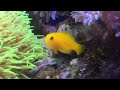 all about the yellow clown goby