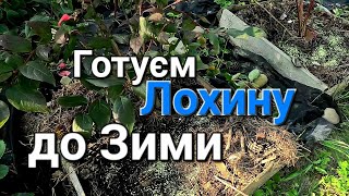 Догляд за Лохиною перед Зимою | Лохина вирощування та догляд @МояДачаСадГород