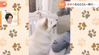 【一押し映像】なぜ？　おやつをもらったら一瞬で去る犬