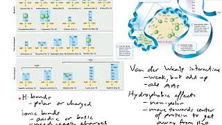 Classes of amino acid side chain and the interactions they can make