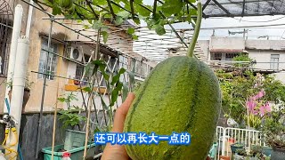 【种植日记】丝瓜丰收啦~