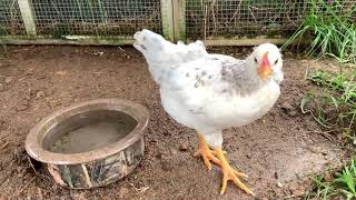 Chicken behavior - drinking and aggression