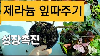 제라늄잎따주기 빠른성장 제라늄손질법 #제라늄잎따주기#pelargonium #제라늄삽목