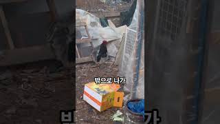 말도 안돼! 군인도 아닌데 자기 전 점호하는 대장 수탉이 있다?? #shorts #대장 #수탉