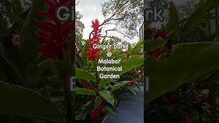 One of the largest ginger park | Malabar botanical garden | kozhikode