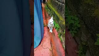 എനിയ്ക്ക് ഒരു സംശയം#CAT#VIDEO#😼🤔🤔🤔🤔