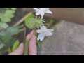 植物小知識45~毛茉莉~印度種（jasminum multiflorum）