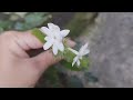 植物小知識45~毛茉莉~印度種（jasminum multiflorum）