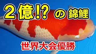 【再掲】2017,19年全日本総合錦鯉品評会　大会総合優勝鯉の搬入