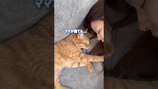 寝ているママに気づいた超甘えん坊の猫がこうなりました【とらまる】