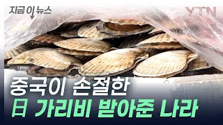 중국이 거부한 일본산 '가리비' 받아준 나라는? [지금이뉴스] / YTN