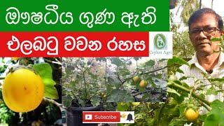 Egg Plant |ඖෂධීය ගුණ ඇති එලබටු වවන අයුරු|Ceylon Agri | Episode 26