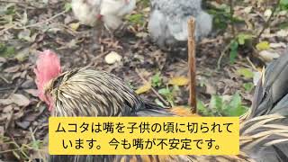 【鶏日記】続いていく日常 ワクモ対策#にわとりこ #にわとり #coq #hens #hens #poules #ニワトリ #雄鶏 #鶏 #鶏日記 #卵 #庭