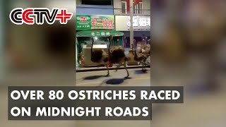 Over 80 Ostriches Fleeing from Farm in Gaungxi Found Running on Midnight Roads