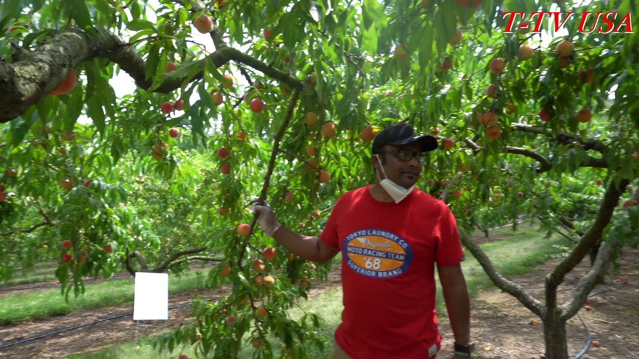 Peach Garden //Peach Picking From Tree //Peach Tree Update //Peach ...