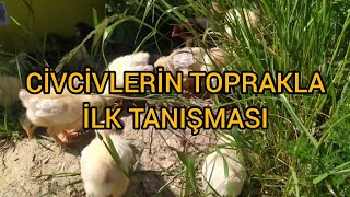 CİVCİVLERİN YEŞİLLİK VE TOPRAKLA İLK TANIŞMALARI.