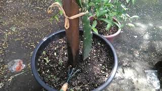 Container Gardening - Dragon Fruit in Container Five Weeks After Transplant