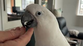 りんご小さく切らないと食べてくれないおぼっちゃま鳥