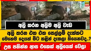 අලි කරන අලිම අලි වැඩ | අලි කරන එක එක සෙල්ලම් දැක්කට මෙහෙම දෙයක් මිට කළින් දැකලා තියෙනවද..?