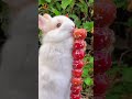 master of funny animals reveals best bunny clips 2025 funnybunny bunny rabbit