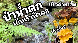 ป่าน้ำตก มารอบนี้ เห็ดสวย อลังการมากๆ ที่สุดของความงาม เห็ดมันปู เห็ดทรัต เห็ดผึ้งหวาน เห็ดผึ้งแดง