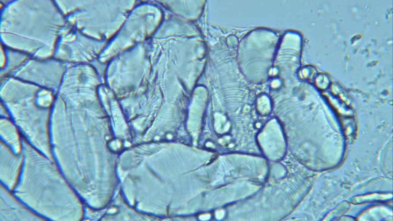 Banana Under Microscope At Lily Holtze Blog