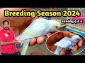 Budgies Parrot Breeding Season 2024 😘 | Sunday q & a video for birds information