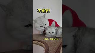 【家有萌猫】圈：说了不带孩子！#猫咪的迷惑行为#猫咪日常