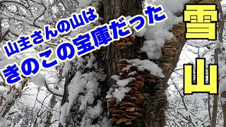 山主さんの豪雪山にキノコ採り