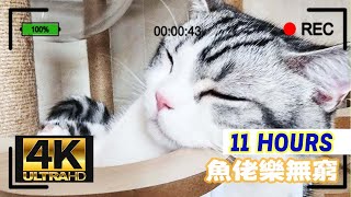 [魚佬樂無窮] 11 Hours療癒貓咪陪伴工作\u0026讀書🐱～放鬆、深度睡眠、緩解壓力、放鬆、學習🐱 作業用BGM 🐱