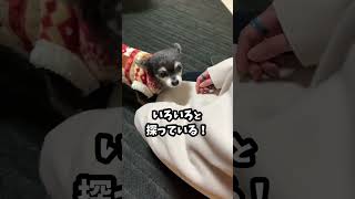 犬が初対面でもペロペロ舐めるのは好かれたからじゃない！ #shorts