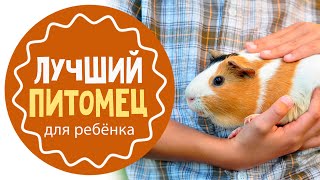 Какого питомца подарить ребёнку