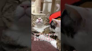 幸せそうな表情の猫【癒し】　#shorts