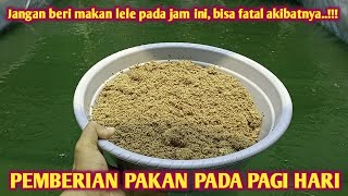 PEMBERIAN PAKAN PADA PAGI HARI