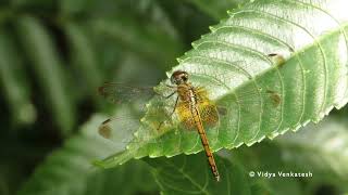 Crimson Marsh Glider (female)