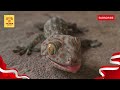 belajar mengenal nama nama hewan reptil bahasa indonesia dan bahasa inggris learn reptile animals