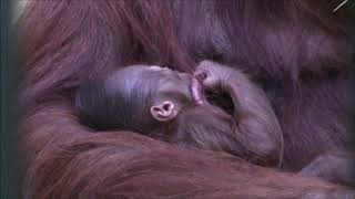 ボルネオオランウータン　レンボーと赤ちゃん　（生後11日齢）　円山動物園　２　Bornean orangutan