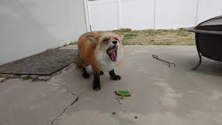 Red Fox eats mint jelly sandwich