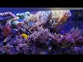 awesome soft coral tank.