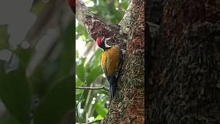 നാടൻ മരംകൊത്തി woodpecker #birds #youtubeshorts