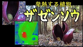 【虫の気持ちシリーズ　No.05】　発熱する植物　－ザゼンソウ－